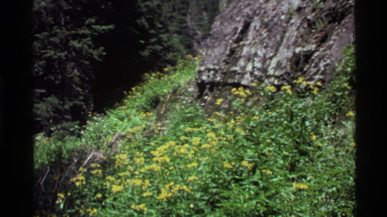 Patch of yellow flowers beside rocks and evergreen trees.