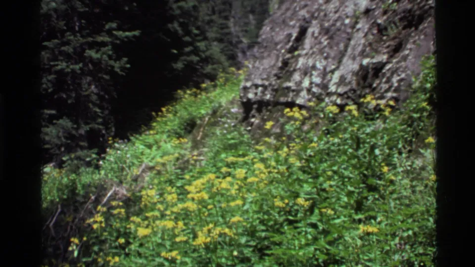 1972 Holland Lake, Montana 8mm frame with yellow wildflowers, green hillside plants, rocks, and dark evergreen background.