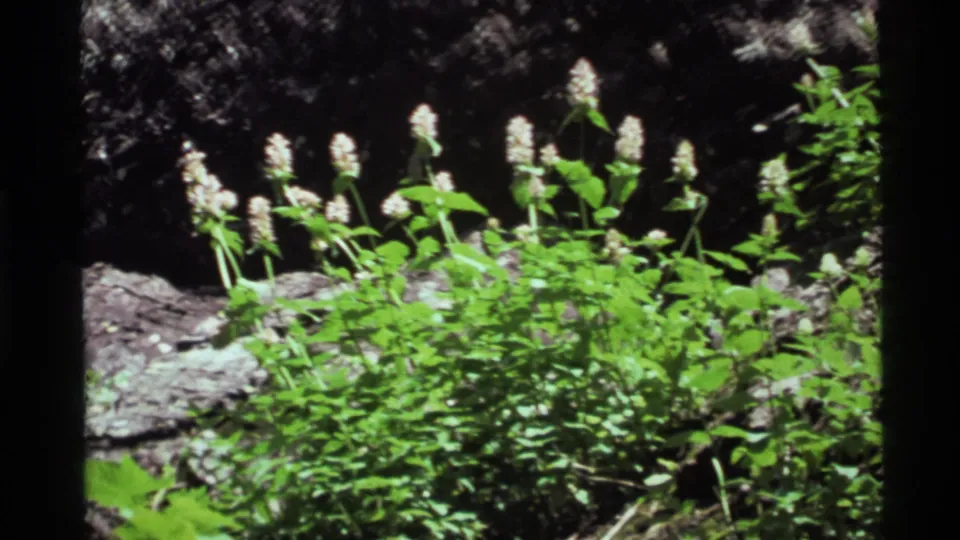 1972 Holland Lake, Montana 8mm frame focusing on white wildflower spikes and leafy green growth near a dark rock face.