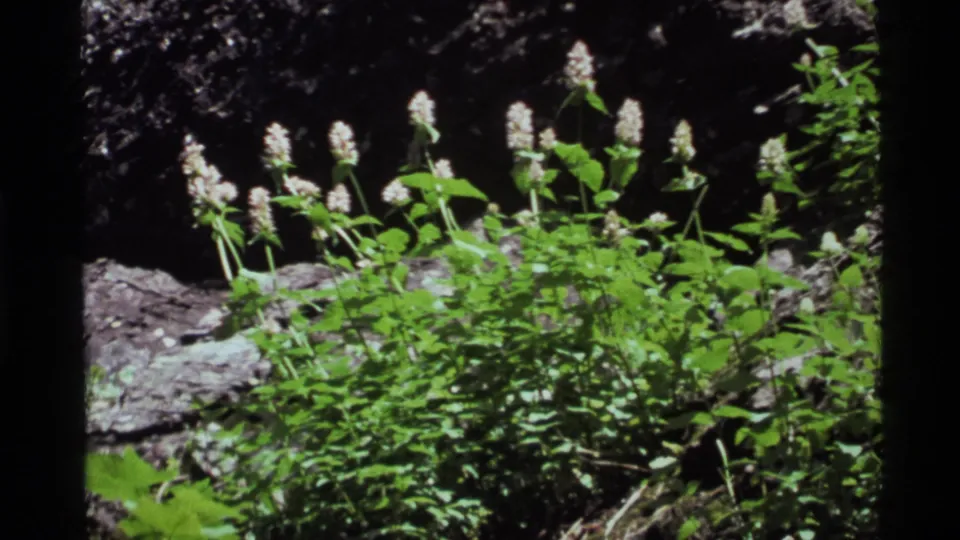 1972 Holland Lake, Montana 8mm frame showing white flower spikes, bright green leaves, and rough rocks in close view.