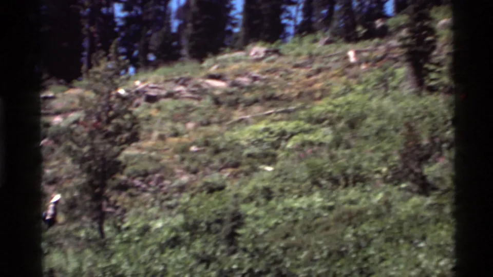 A 1972 8mm view of a steep, green forest slope near Holland Lake, Montana, with a hiker barely visible at the edge.