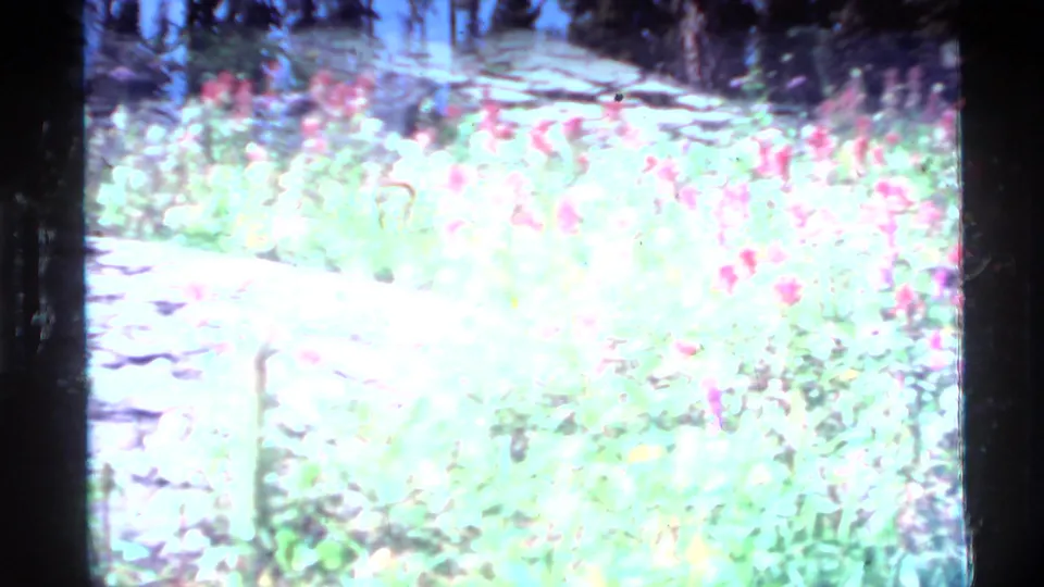 Overexposed 8mm frame of a Holland Lake meadow with pink wildflowers, pale rock, and dark conifer trunks at the edge of the frame.