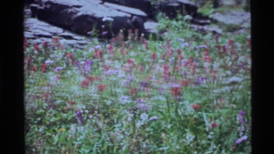 1972 Holland Lake home-movie frame showing red and purple wildflowers in a meadow with dark rocks and forest shade behind them.
