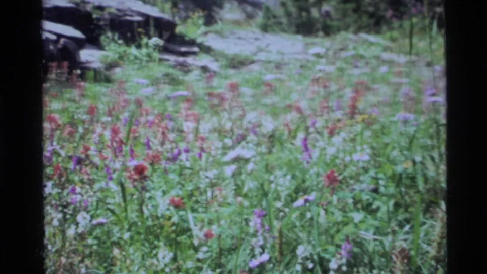 Holland Lake 8mm frame showing a wildflower meadow with pink and purple blooms, scattered rocks, and a narrow path or clearing beyond.