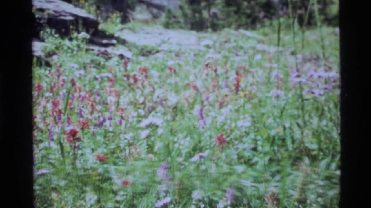 Wildflower meadow with red and purple blooms, tall grass, fallen wood, and evergreen trees.