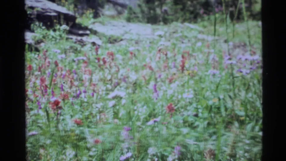 1972 8mm view of a Holland Lake, Montana meadow with red and purple wildflowers, tall grass, fallen timber, and evergreens beyond.