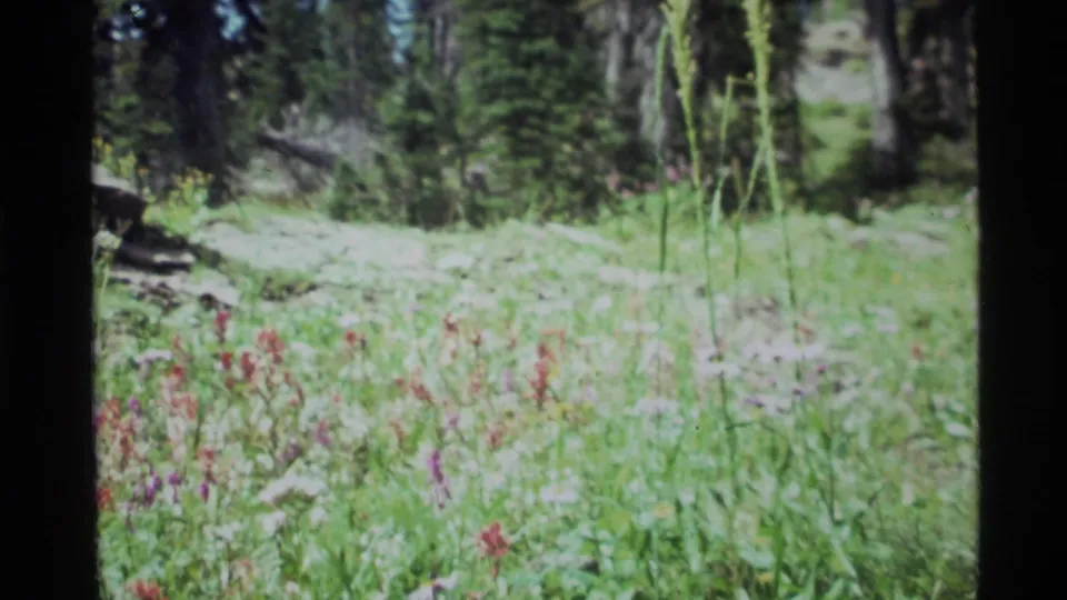 A 1972 Holland Lake meadow scene shows mixed wildflowers and grass beneath dark evergreens, with soft 8mm color and visible film borders.
