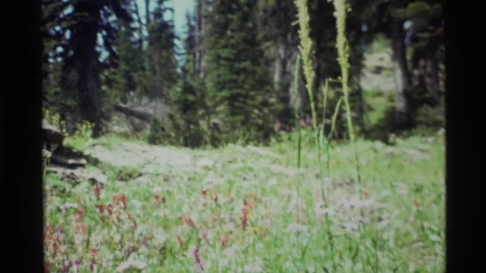 In this 1972 Montana frame, tall pale flower stalks stand over a grassy wildflower meadow with evergreen forest in the background.
