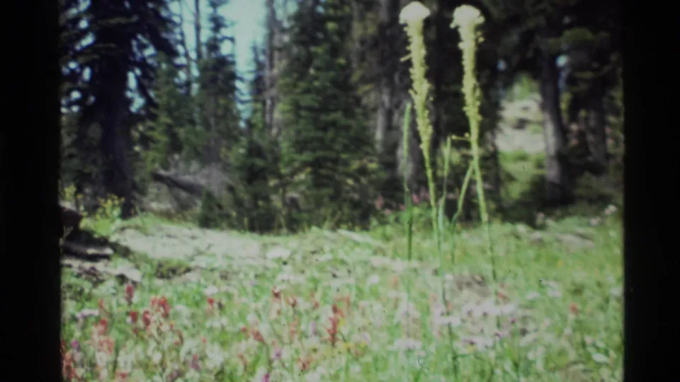 The final 1972 Holland Lake frame holds on a grassy wildflower field with tall stalks, evergreen trees, and the dark edge of the 8mm frame.
