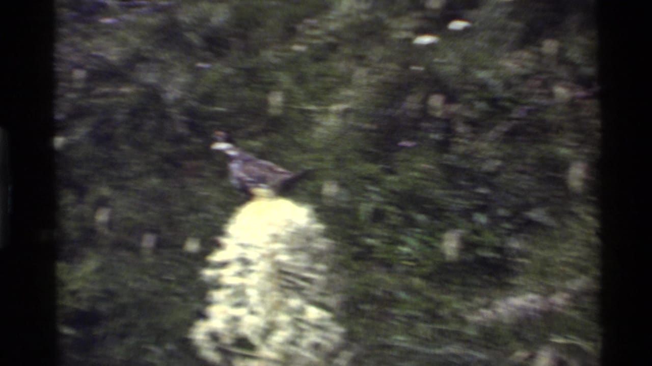 A hen-like brown bird forages in tall grass and pale wildflowers at Holland Lake, Montana, in 1972 8mm home-movie footage.