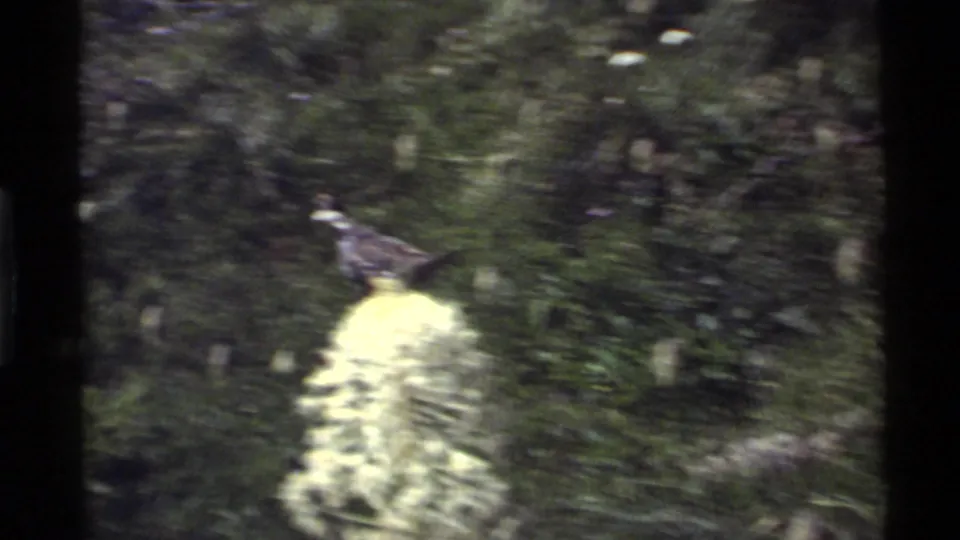 A hen-like brown bird forages in tall grass and pale wildflowers at Holland Lake, Montana, in 1972 8mm home-movie footage.