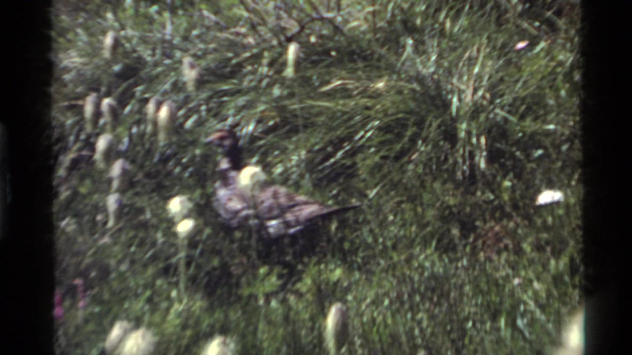 Brown bird stands in dense grass with pale flower stalks around it.