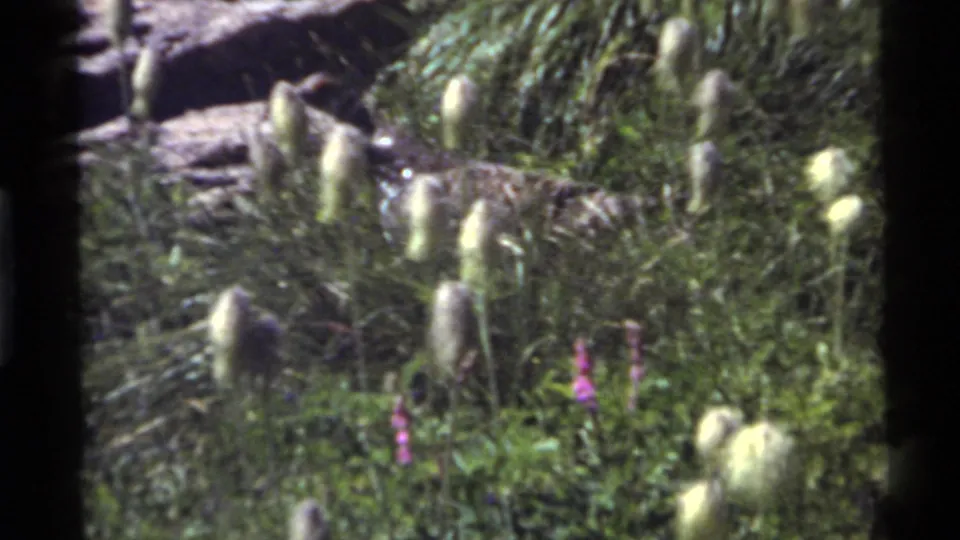 The frame emphasizes the grass field, pale wildflowers, and pink blossoms while the foraging bird is partly obscured in the 1972 Holland Lake footage.