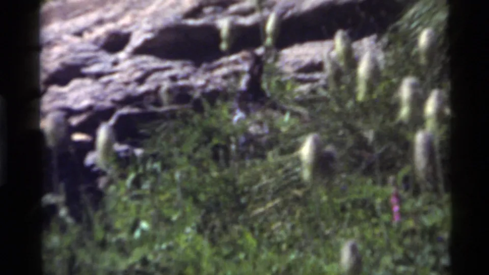The closing frame shows grasses, pale wildflower stalks, and rocks or fallen wood near where the bird has moved through the Holland Lake scene.