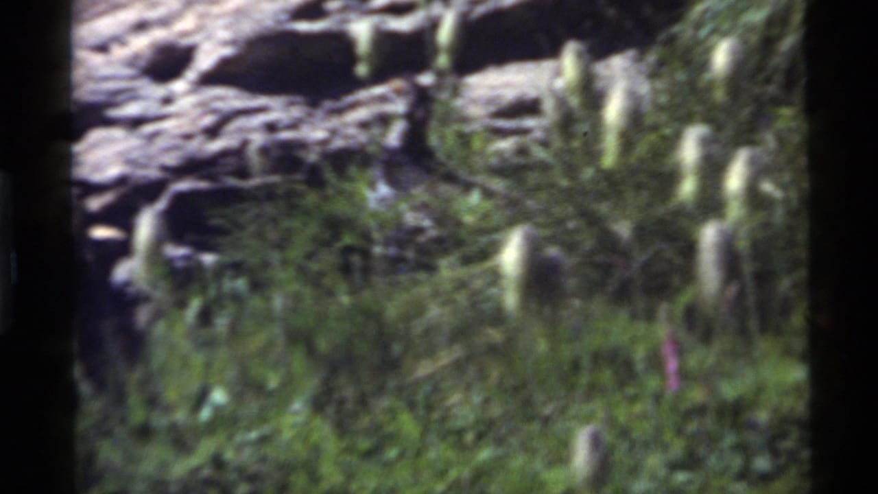 Small bird among foliage and rocks at Holland Lake, Montana, in 1972 8mm home-movie footage.