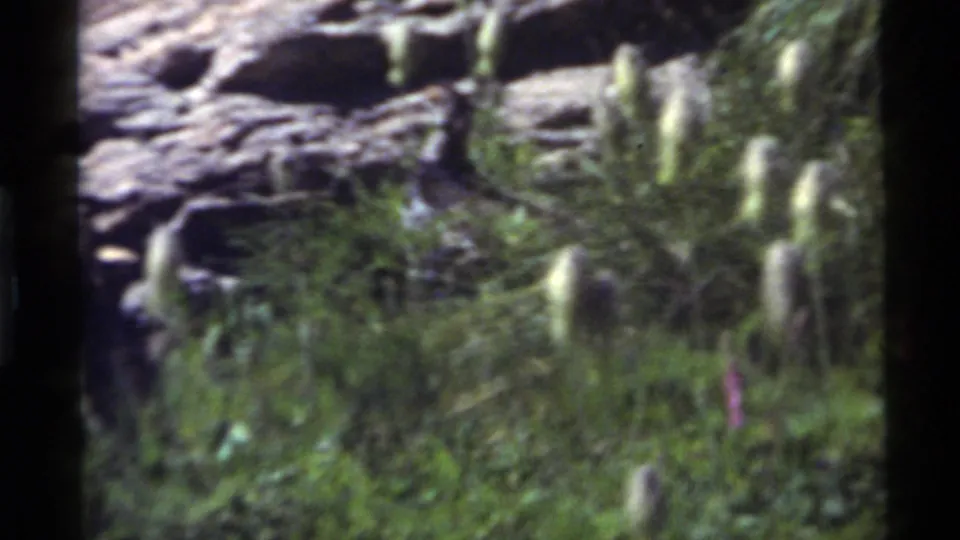 Small bird among foliage and rocks at Holland Lake, Montana, in 1972 8mm home-movie footage.