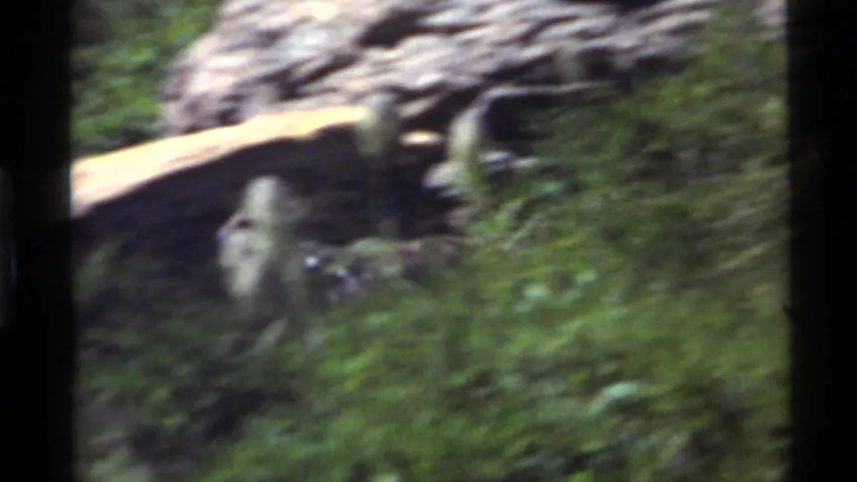 Bird moving near sunlit rocks and green brush in 1972 Holland Lake, Montana home-movie footage.
