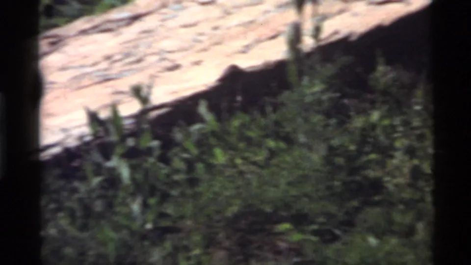 Soft 8mm frame from Holland Lake showing a bird partly obscured by grass and rock in a wooded area.