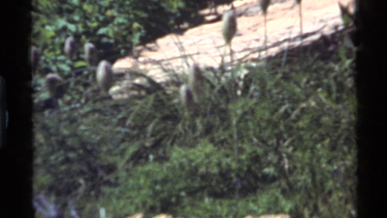 Tall grass and rocks in a shaded forest clearing with a faint bird shape near the lower left.