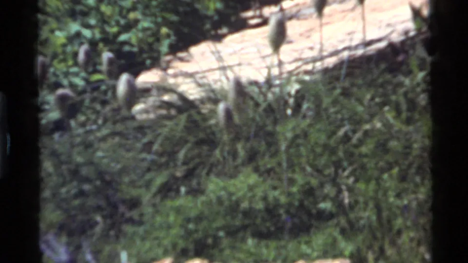 1972 Holland Lake 8mm frame showing tall grass, rocks, and a difficult-to-see wild turkey shape in a forest clearing.