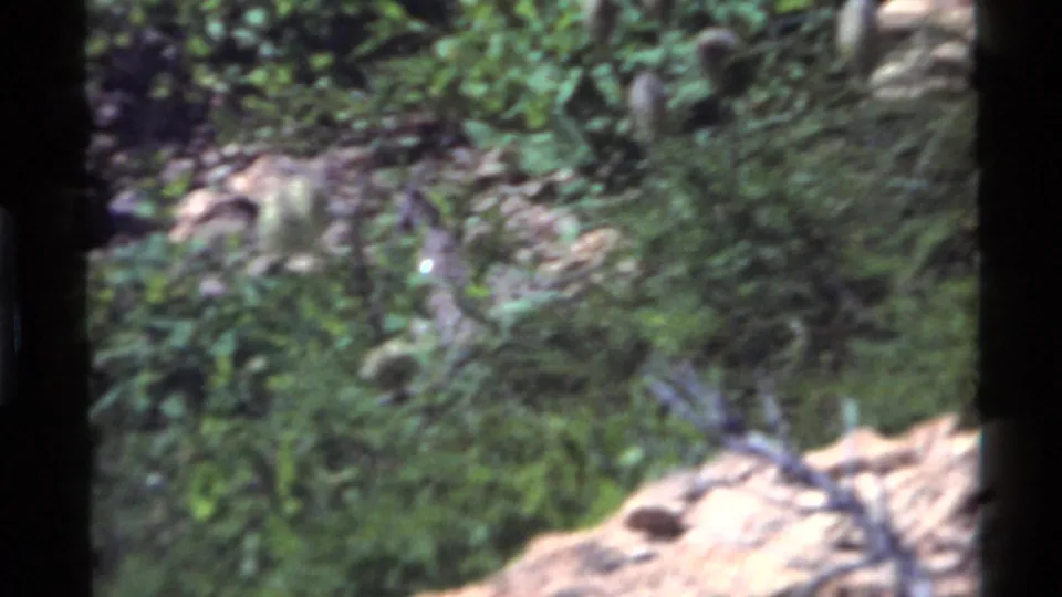 1972 Holland Lake frame with a wild turkey largely hidden by grass as the camera looks across rocks and forest undergrowth.