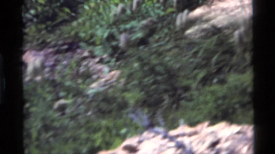 Soft 8mm frame from Holland Lake showing blurred tall grass, rocks, and an indistinct wild turkey form during camera movement.
