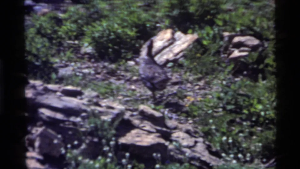 Final 1972 Holland Lake frame showing rocks, low plants, and a hard-to-see wild turkey near the edge of the wooded clearing.