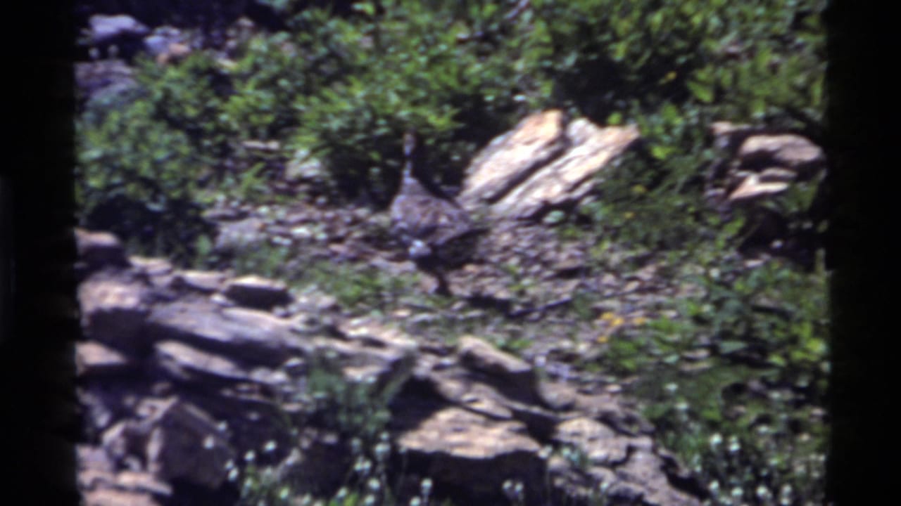 1972 Holland Lake 8mm frame showing a wild turkey partly camouflaged among rocks, grasses, and shrubs.