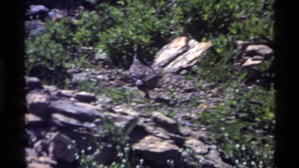 1972 Holland Lake 8mm frame showing a wild turkey partly camouflaged among rocks, grasses, and shrubs.