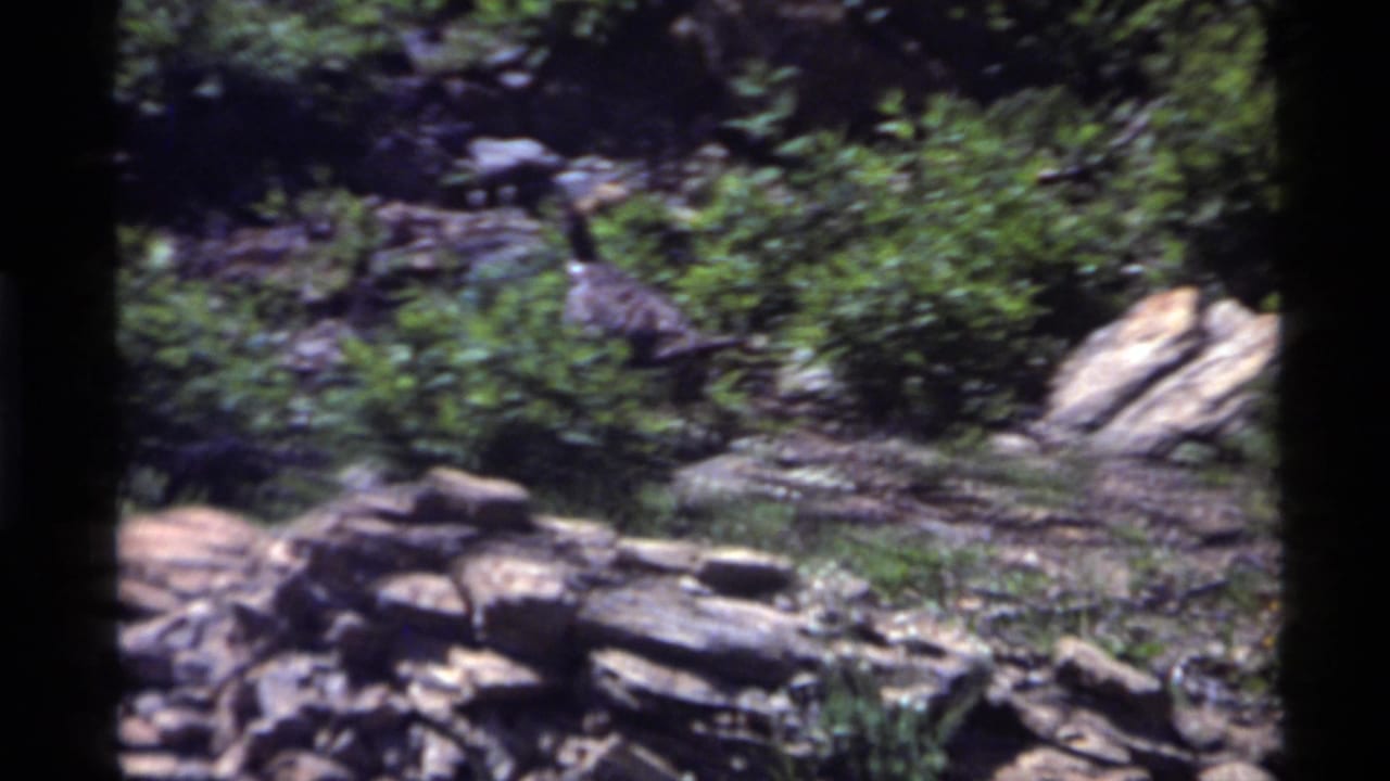 Wild turkey near shrubs and scattered rocks with a dark film border at the edge.