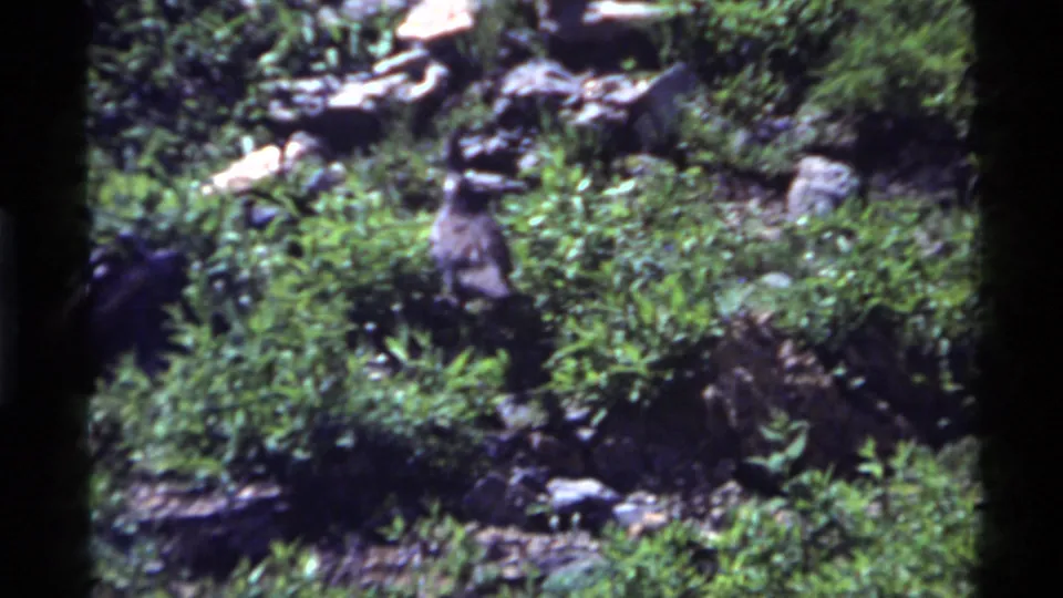 1972 Holland Lake 8mm frame showing the turkey moving through greener brush and uneven rocky ground.