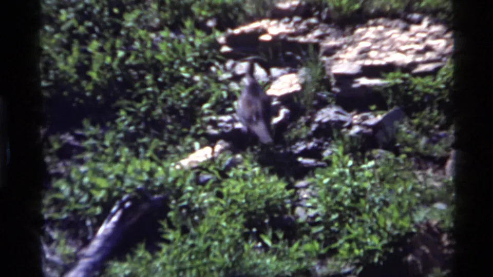 1972 Holland Lake frame showing the wild turkey moving away across rocky ground and low plants.