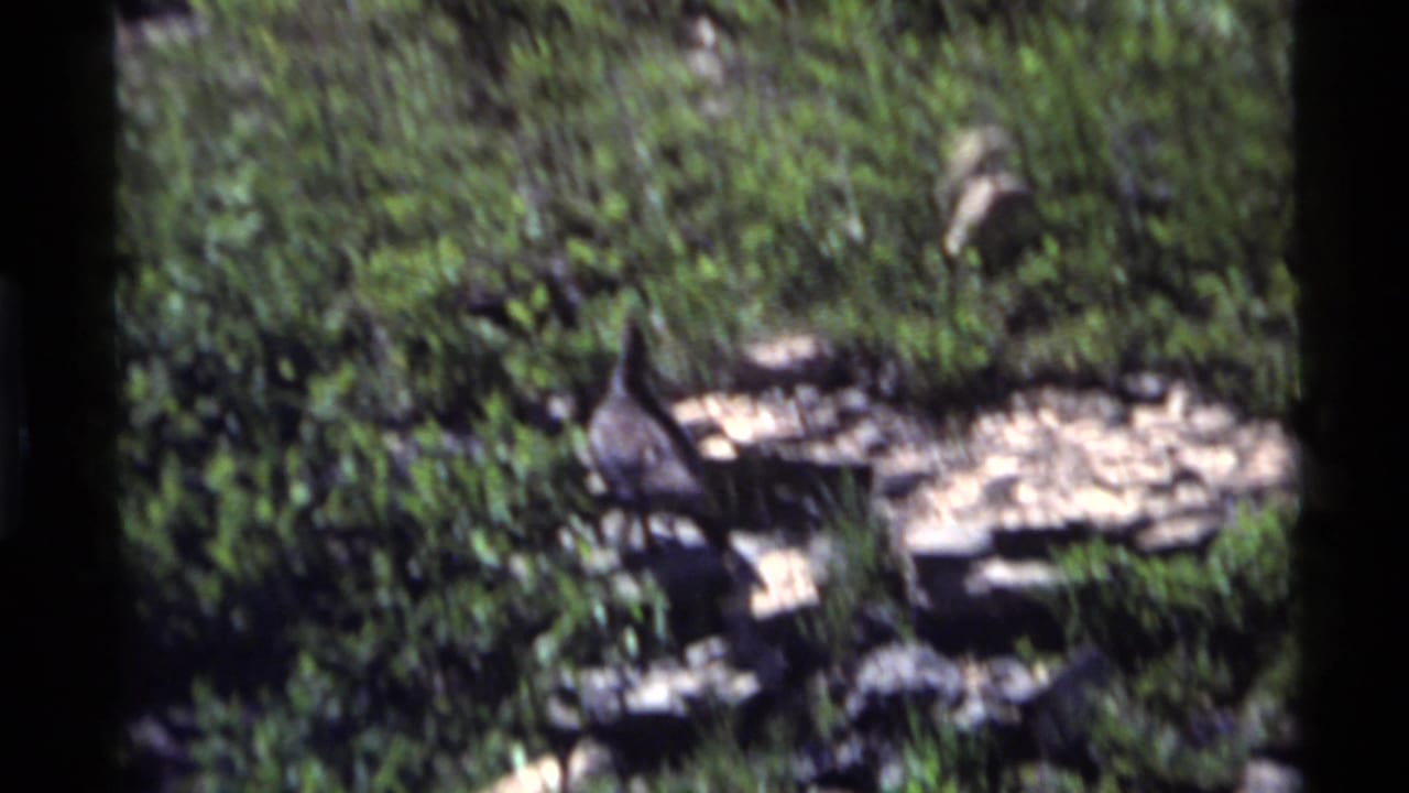 A small bird appears in the undergrowth on a rocky hillside at Holland Lake, Montana, in 1972 8mm home-movie footage.