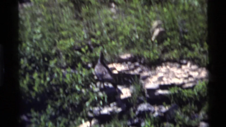 A small bird appears in the undergrowth on a rocky hillside at Holland Lake, Montana, in 1972 8mm home-movie footage.