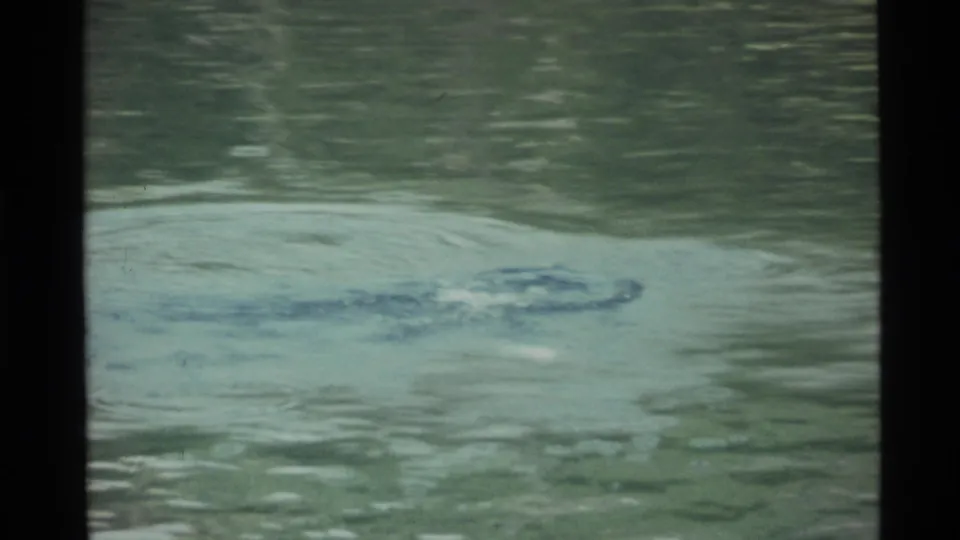 Holland Lake surface with a small disturbance and soft reflections in 1972 8mm footage.
