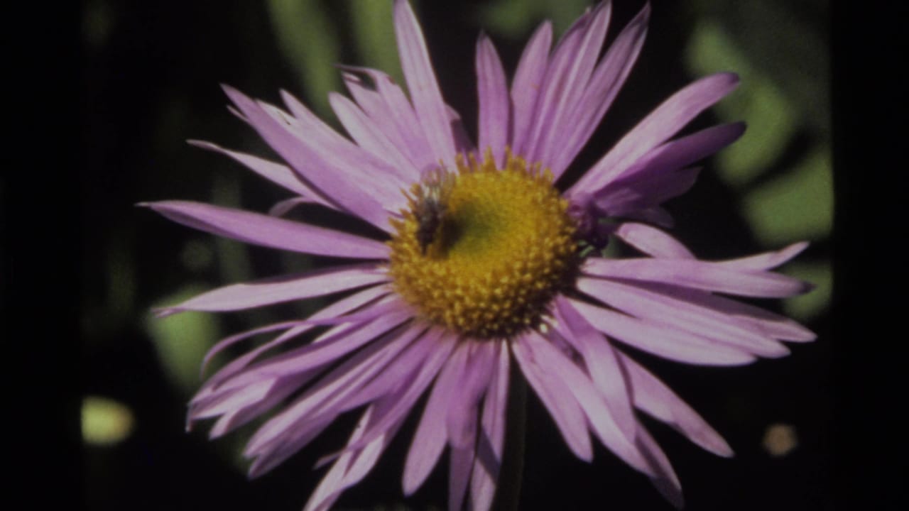 Close-up home-movie frame from Holland Lake showing a bee on a purple daisy-like flower with dark green foliage behind it.