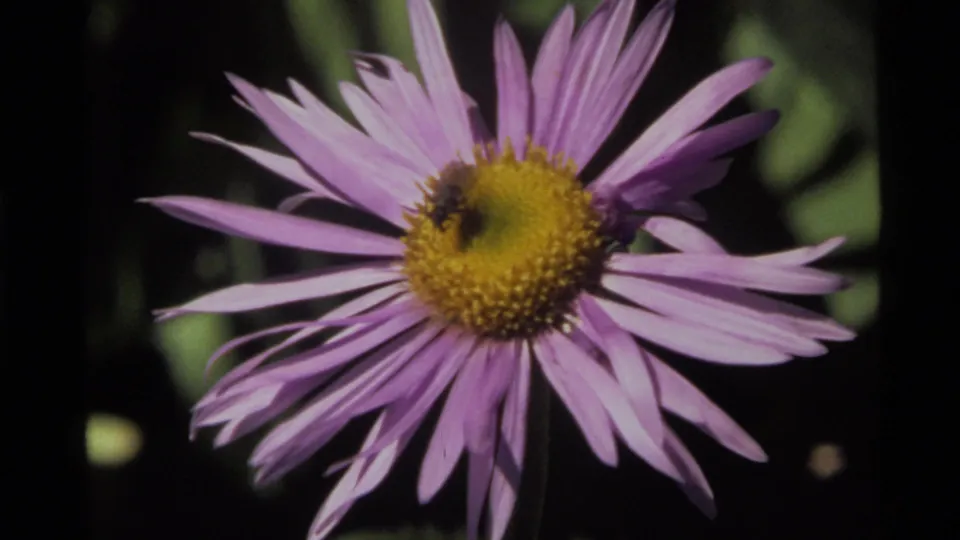 1972 Montana home-movie close-up of a bee pollinating a purple flower, with petals filling most of the frame.