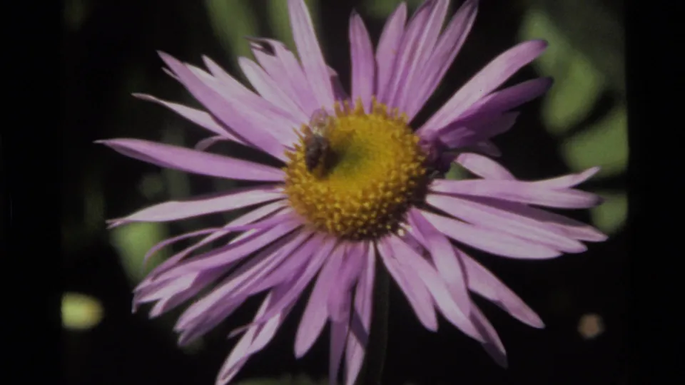 Close-up 8mm frame of a bee on a purple flower at Holland Lake, with saturated color and dark leafy background.