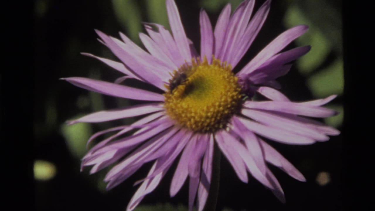 Purple flower with a yellow center and a bee against dark green foliage.