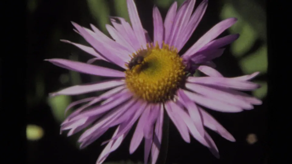 1972 Holland Lake 8mm frame of a bee moving across the yellow center of a purple wildflower.