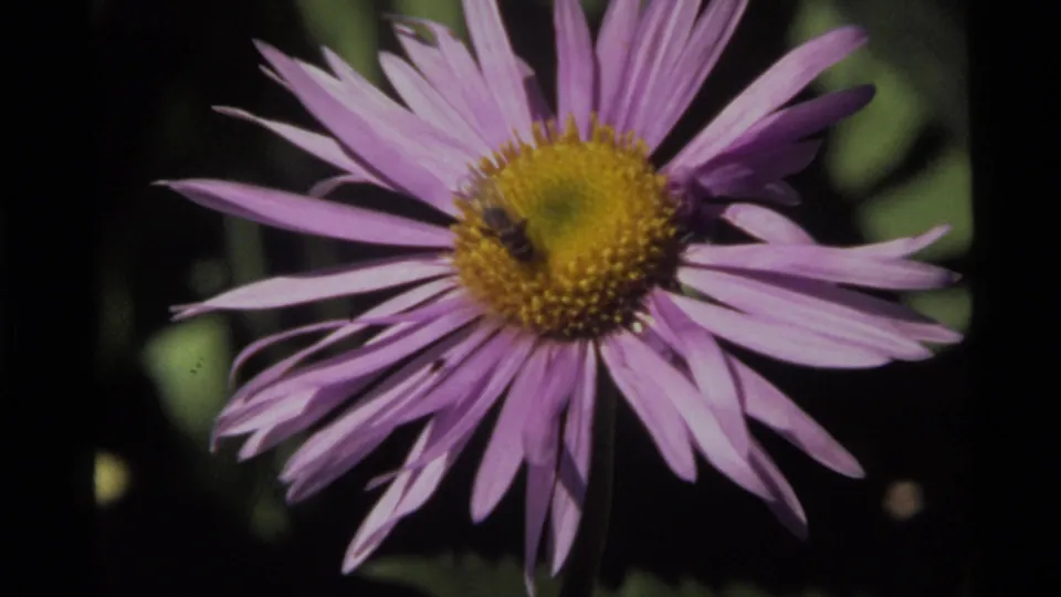 1972 Holland Lake 8mm frame showing a bee on a purple flower, filmed close against a dark leafy background.