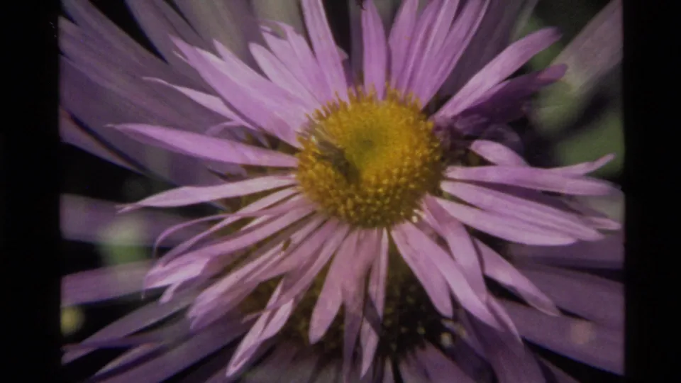 1972 Holland Lake 8mm frame where the bee remains near the flower center as the petals overlap in soft focus.