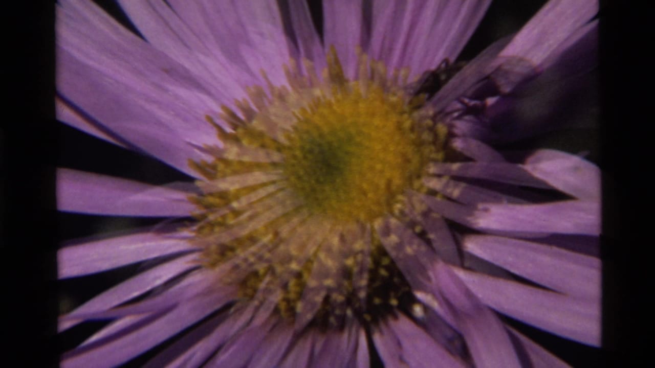 Bee near the edge of a purple flower with a yellow center.