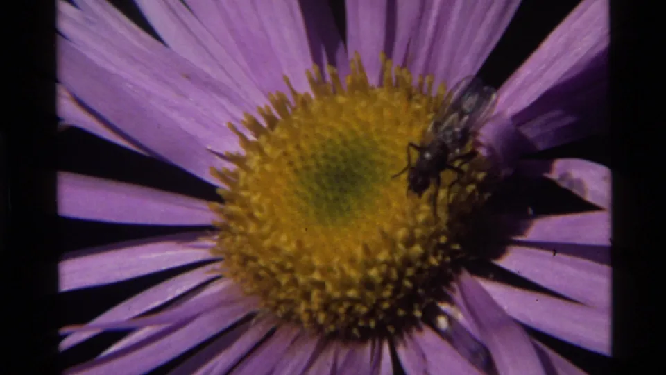 1972 Holland Lake 8mm frame showing a bee on the yellow center of a purple flower in close-up.