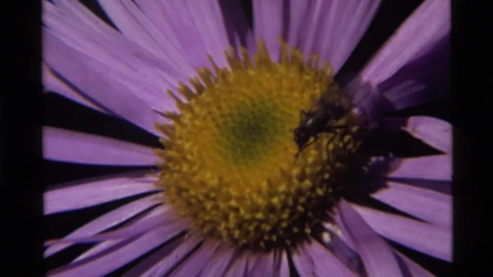 1972 Holland Lake 8mm close-up with a bee on the lower right side of a purple flower’s yellow center.