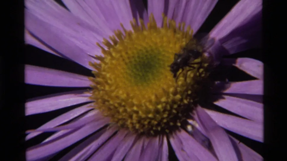 1972 Holland Lake 8mm frame of a bee along the right side of a purple flower with a yellow center.