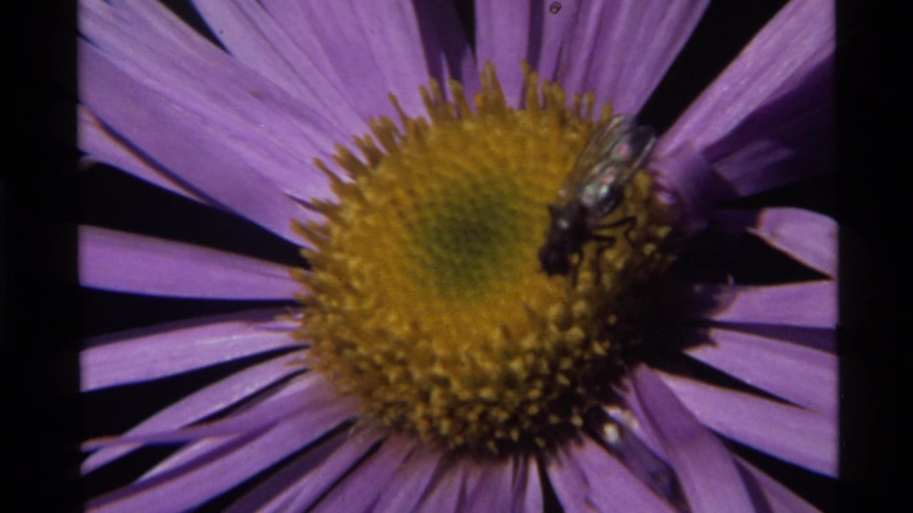 Bumblebee and fly on a purple flower with a yellow center.