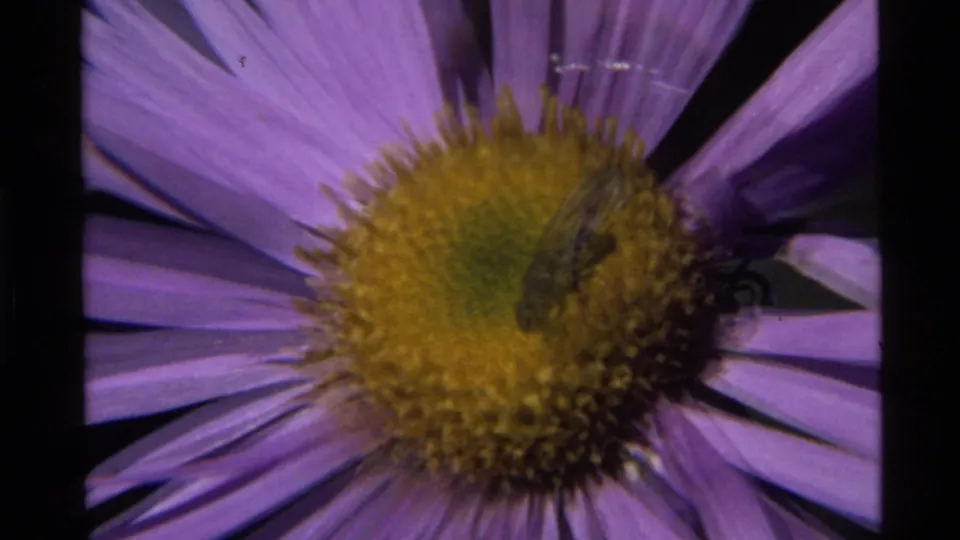 1972 8mm frame from Holland Lake, Montana with a fly on the yellow flower center and a bee partly visible near the petals.