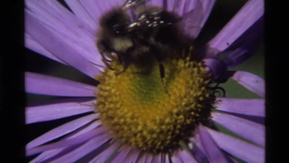 Close 1972 8mm view at Holland Lake, Montana of a large bumblebee crossing the yellow center of a purple flower.