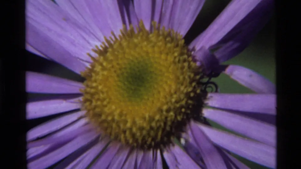 1972 8mm close-up from Holland Lake, Montana showing the purple flower and yellow center after the insects move out of clear view.
